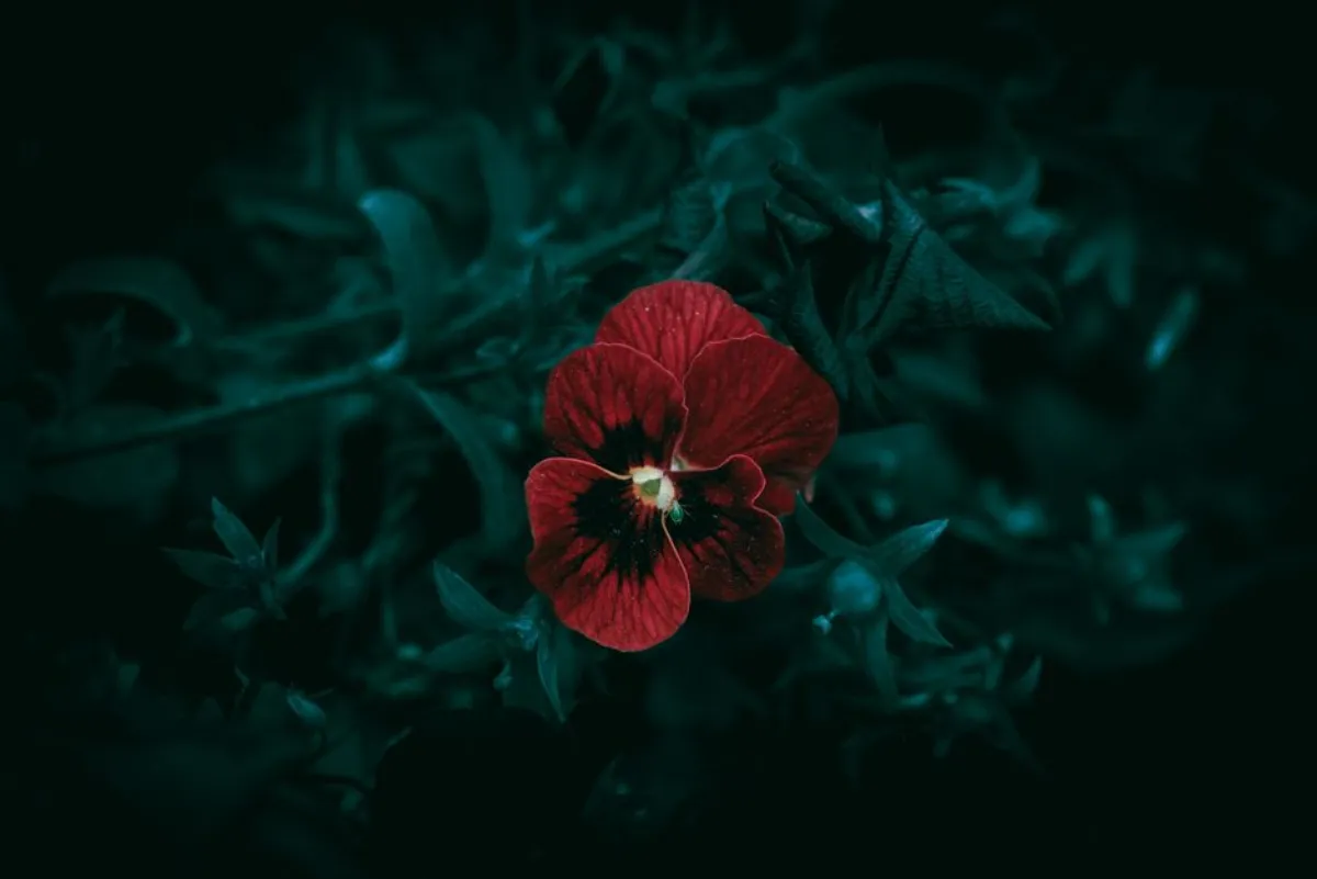red flower